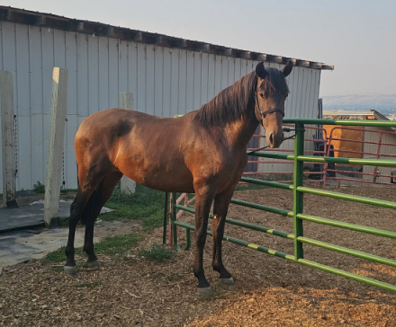 HorseID: 2305678 Duquesa_AJ - PhotoID: 1105785
