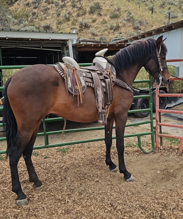HorseID: 2305678 Duquesa_AJ - PhotoID: 1105786