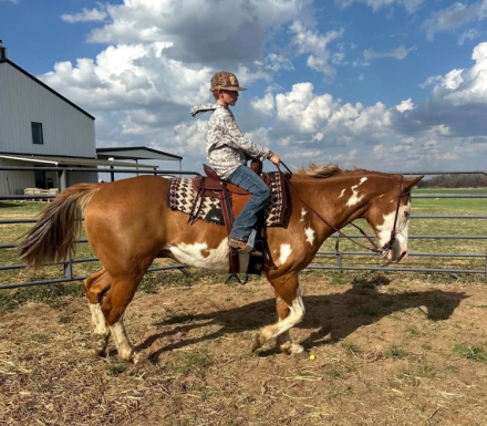 HorseID: 2305745 CHEETO - PhotoID: 1101107