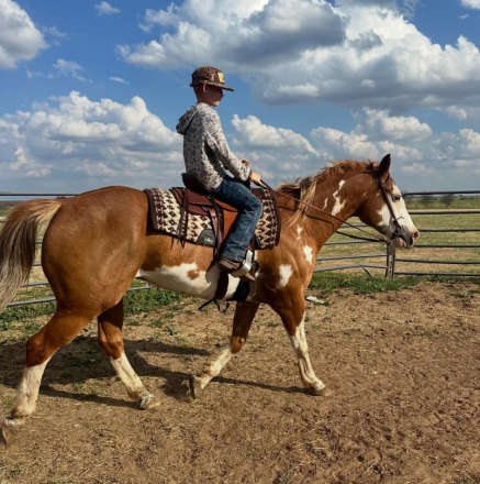 HorseID: 2305745 CHEETO - PhotoID: 1101107