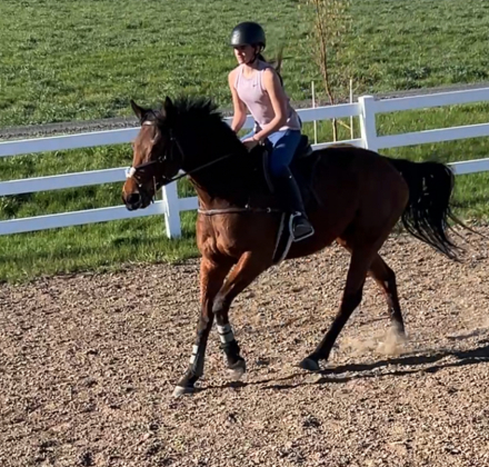HorseID: 2305792 Sweet Meg - PhotoID: 1106275