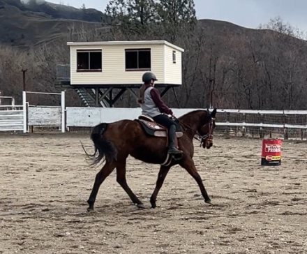 HorseID: 2305792 Sweet Meg - PhotoID: 1106276