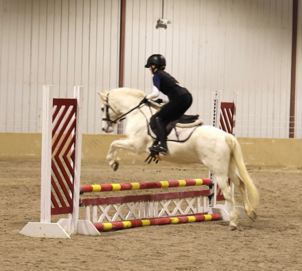 HorseID: 2306397 Judge Parker SA - PhotoID: 1105514