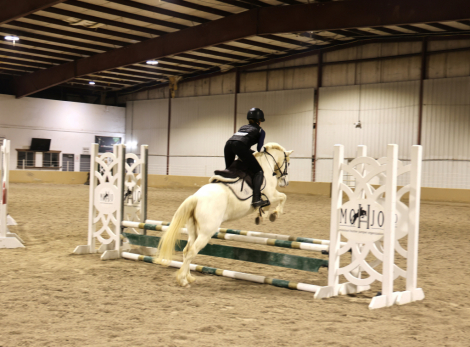 HorseID: 2306397 Judge Parker SA - PhotoID: 1105515