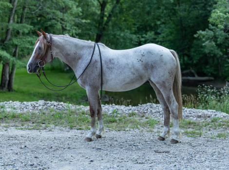 HorseID: 2307158 BA DUSTY ROYAL SPARK - PhotoID: 1091089