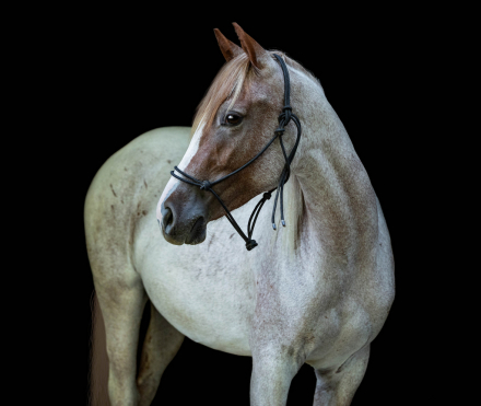 HorseID: 2307158 BA DUSTY ROYAL SPARK - PhotoID: 1091090