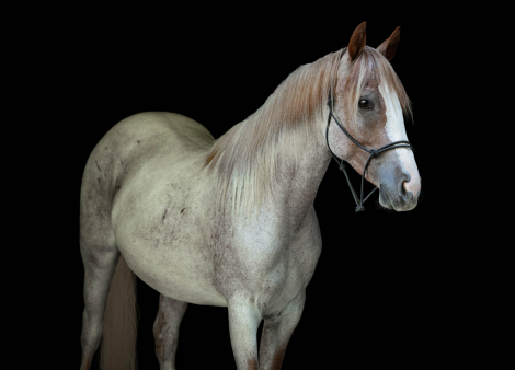 HorseID: 2307158 BA DUSTY ROYAL SPARK - PhotoID: 1091091