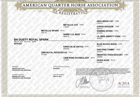 HorseID: 2307158 BA DUSTY ROYAL SPARK - PhotoID: 1091092