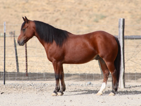 HorseID: 2308124 TONKA - PhotoID: 1092219