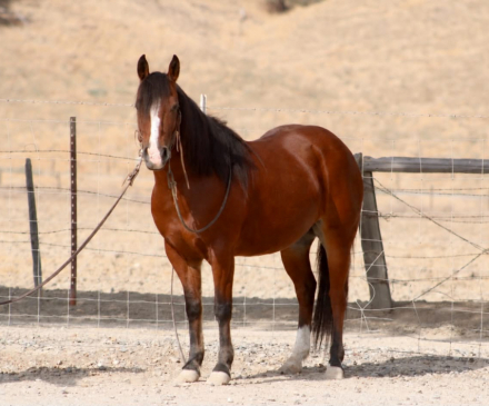 HorseID: 2308124 TONKA - PhotoID: 1092220