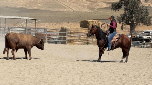 HorseID: 2308124 TONKA - PhotoID: 1106760
