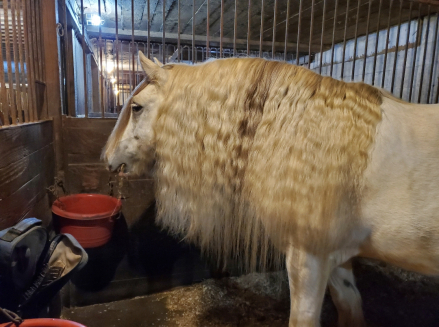 HorseID: 2308976 Grant aka Jokers Wild - PhotoID: 1093308