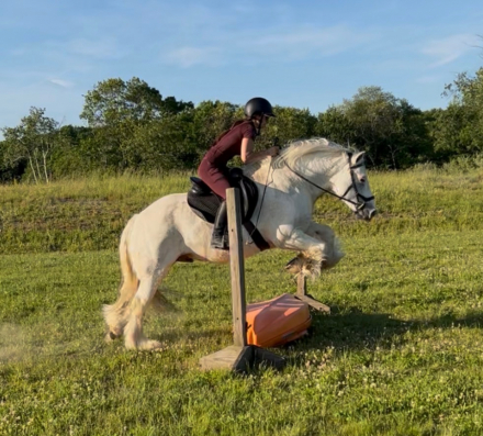 HorseID: 2308976 Grant aka Jokers Wild - PhotoID: 1093309