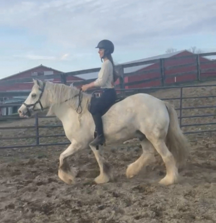HorseID: 2308976 Grant aka Jokers Wild - PhotoID: 1105750