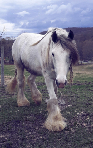 HorseID: 2308976 Grant aka Jokers Wild - PhotoID: 1105751