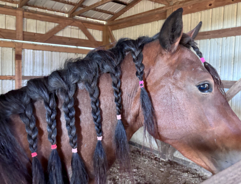 HorseID: 2309020 Rainier MUST SELL BEST OFFER TAKES HIM - PhotoID: 1100492