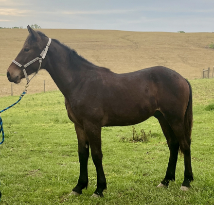 HorseID: 2309020 Rainier MUST SELL BEST OFFER TAKES HIM - PhotoID: 1100494