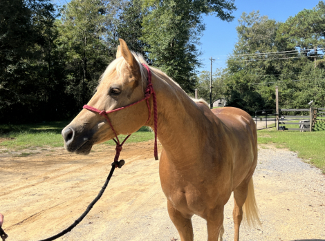 HorseID: 2309366 Think Im Magic - PhotoID: 1101566