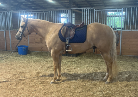 HorseID: 2309366 Think Im Magic - PhotoID: 1107141