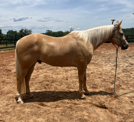 HorseID: 2309366 Think Im Magic - PhotoID: 1101565