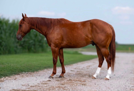 HorseID: 2309441 CANT KICK JACK - PhotoID: 1093844