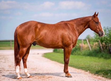 HorseID: 2309441 CANT KICK JACK - PhotoID: 1093845