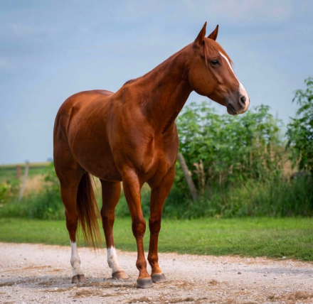 HorseID: 2309441 CANT KICK JACK - PhotoID: 1093846