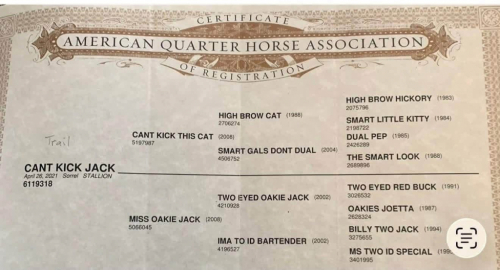 HorseID: 2309441 CANT KICK JACK - PhotoID: 1093847