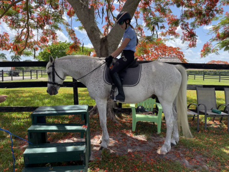HorseID: 2309611 Incognito - PhotoID: 1105424