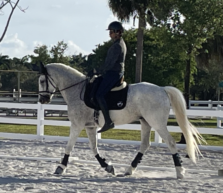 HorseID: 2309611 Incognito - PhotoID: 1105425
