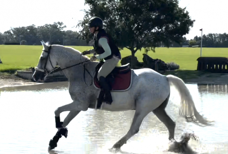 HorseID: 2309611 Incognito - PhotoID: 1105426