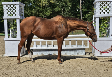 Thoroughbred (Thoroughbred, Mare) in Gloucester, VA