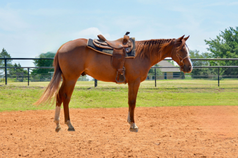 HorseID: 2309729 THE BEST DETAILS - PhotoID: 1100647