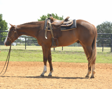 HorseID: 2309729 THE BEST DETAILS - PhotoID: 1100648