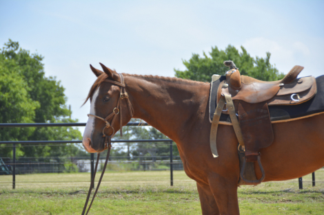 HorseID: 2309729 THE BEST DETAILS - PhotoID: 1107070