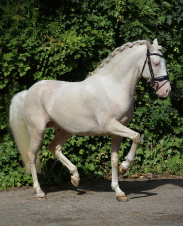 HorseID: 2311033 Marshmellow - PhotoID: 1095791