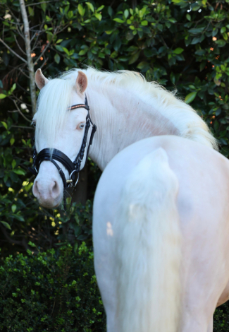 HorseID: 2311033 Marshmellow - PhotoID: 1095792