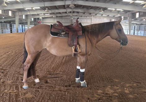 HorseID: 2311143 MS VINTAGE CHOCOLATE - PhotoID: 1105495