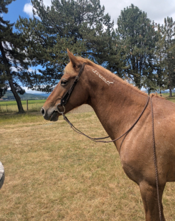 HorseID: 2311398 Peach - PhotoID: 1106466