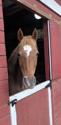 HorseID: 2311398 Peach - PhotoID: 1106467