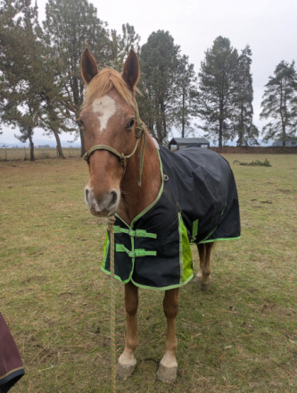 HorseID: 2311398 Peach - PhotoID: 1106468