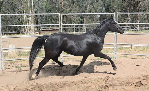 HorseID: 2311839 Felicity - PhotoID: 1105853