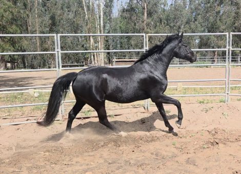 HorseID: 2311839 Felicity - PhotoID: 1105854