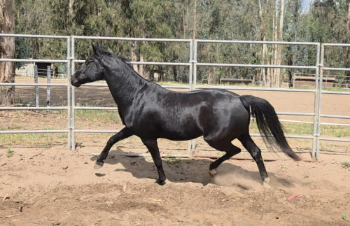 HorseID: 2311839 Felicity - PhotoID: 1105855