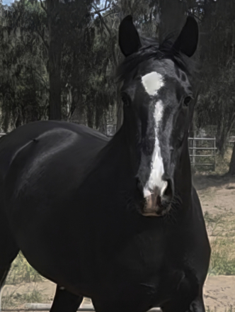 HorseID: 2311839 Felicity - PhotoID: 1105856