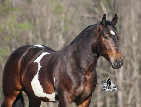 HorseID: 2312070 Cherokee- 2 week Guarantee - PhotoID: 1107266