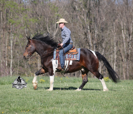 HorseID: 2312070 Cherokee- 2 week Guarantee - PhotoID: 1107267