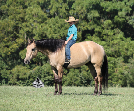 Quarter Horse (Quarter Horse, Gelding) in Mt. Vernon, KY