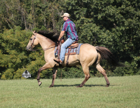 HorseID: 2312073 Tanner-2 week Guarantee - PhotoID: 1107286