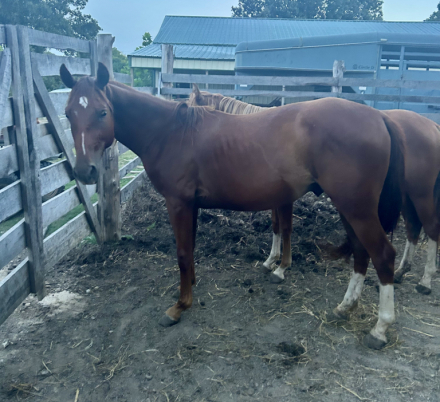 HorseID: 2312140 Genuinely High Caos - PhotoID: 1105590
